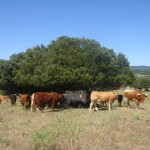 Visita a explotación ecológica de bueyes en Etxabarri Ibina